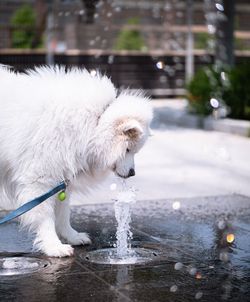 View of dog drinking water