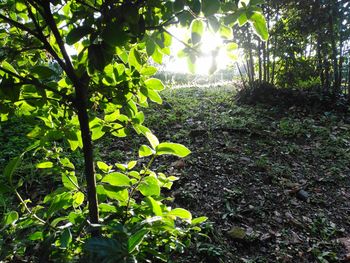 Plants growing on field