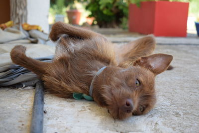 Close-up of dog lying on floor