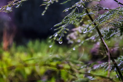 Close-up of water drops on leaf