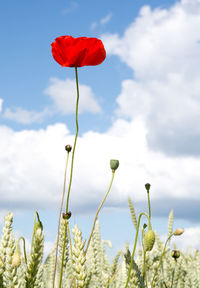 Close-up of poppy blooming on field against sky