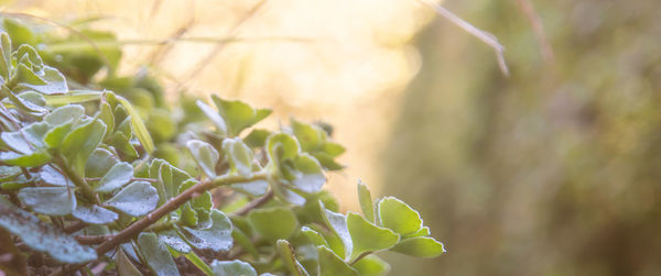 Close-up of flowering plant