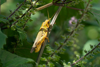 Desert locus  schistocera gregaria is a periodically swarming, short horned in the family acrididae