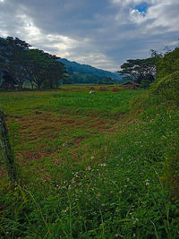 Scenic view of field against sky