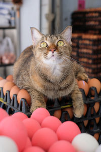 Close-up portrait of cat relaxing at home