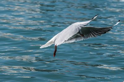 Bird flying over lake