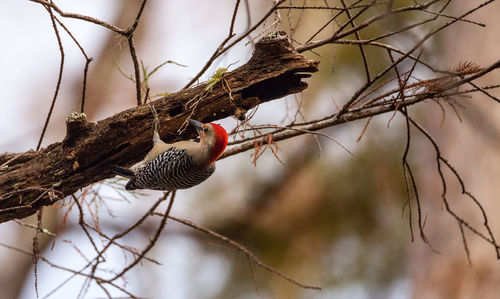 Red-bellied woodpecker melanerpes carolinus pecks at a tree in naples, florida