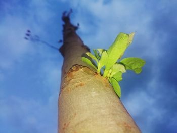 Low angle view of tree against sky