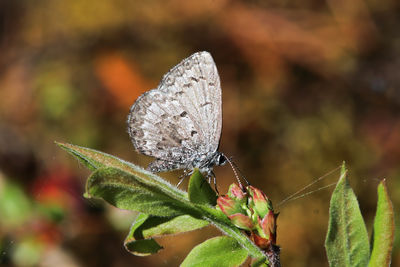 Close-up of butterfly on leaf