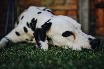 Close-up of dog