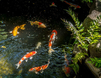 Koi carps swimming in a water garden 