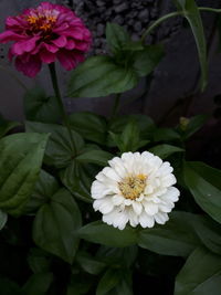 Close-up of white flowering plant