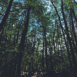 Low angle view of trees against sky