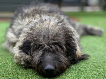 Portrait of dog lying on grass