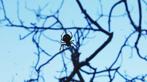 Close-up of insect on branch against blue sky