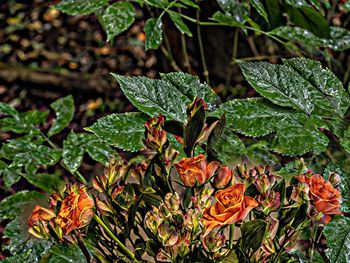 Rose and flowers against leaves 