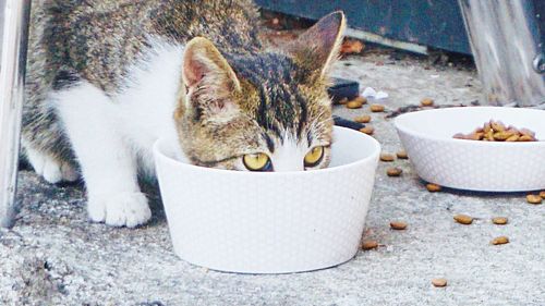 Close-up of cat eating food