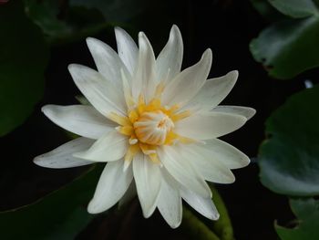 Close-up of white flower