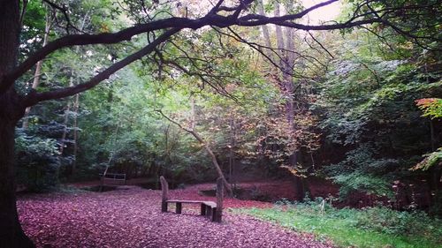 Scenic view of trees in forest