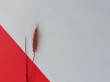 Low angle view of flags hanging against sky