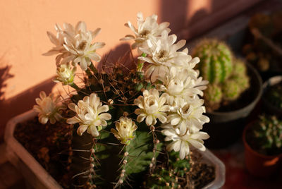 High angle view of potted plant