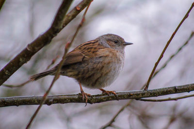 Close-up of bird perching on branch