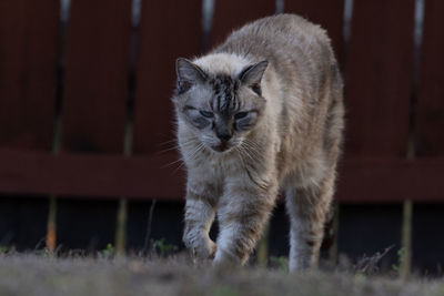 Lynx point cat stalking the yard with red fence background