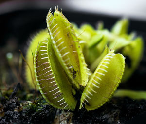 Carnivorous plant 