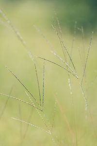 Close-up of grass growing in field