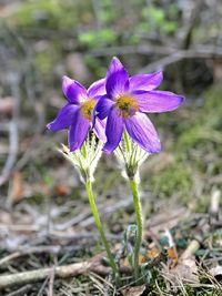 Close-up of purple crocus flowers on field