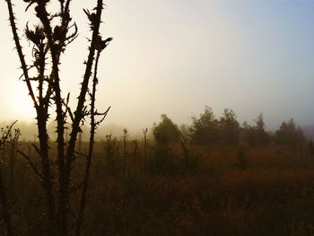 Trees growing on field against clear sky