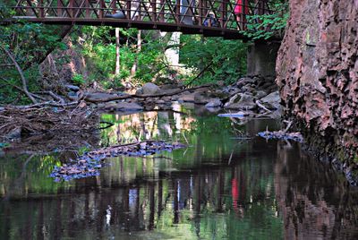 Plants and trees by river