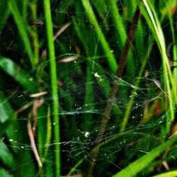 Close-up of spider web