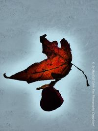 Close-up of dry autumn leaf in water