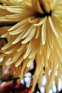 Close-up of yellow flowering plant