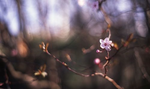 Close-up of flower tree