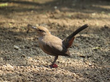 Close-up of a bird on land