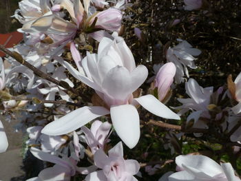 Close-up of white flowers blooming outdoors