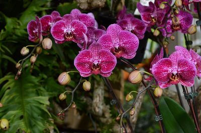 Close-up of flowers blooming outdoors