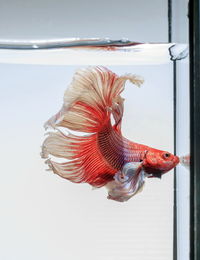 Close-up of siamese fish in tank