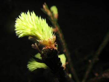 Close-up of flower against black background