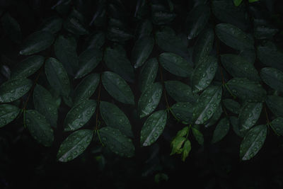 Full frame shot of plants