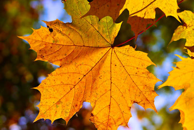 Close-up of maple leaves