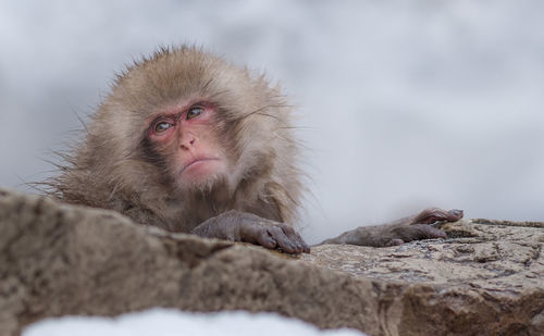 Close-up of monkey on rock