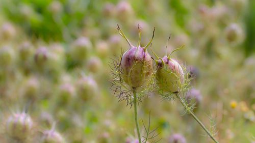 Close-up of plant against blurred background