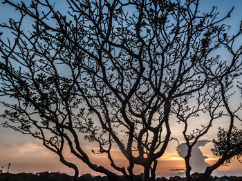 Low angle view of silhouette bare tree against sky during sunset