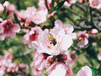 Close-up of bee on pink flowers