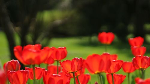 Close-up of red tulips blooming in field