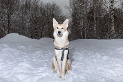 Portrait of dog sitting on snow covered land