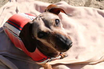 Close-up portrait of dog on fabric